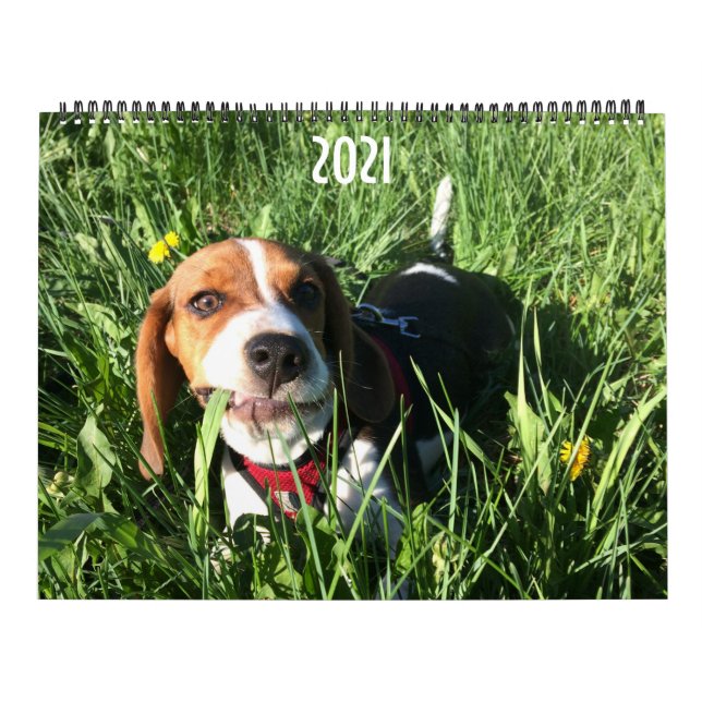 Beagle-Kalender 2021 Kalender (Titelbild)