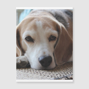 Beagle-Kälte 2.png Magnetkarte