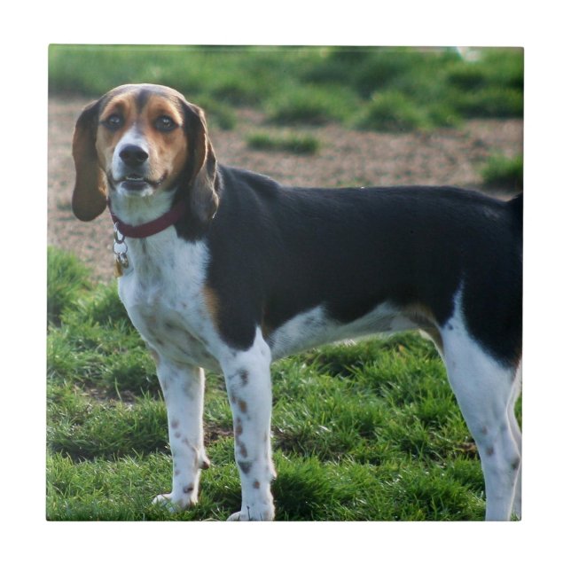 Beagle-Keramik-Fliese Fliese (Vorderseite)