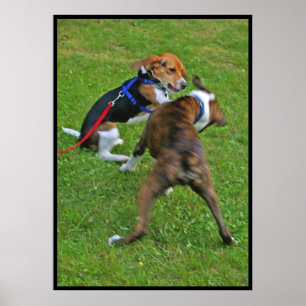 Beagle klopft heraus Wettbewerb… Poster