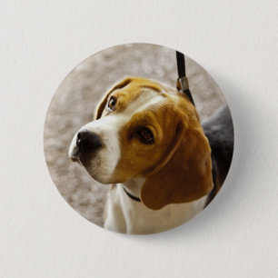 Beagle-Knopf Button