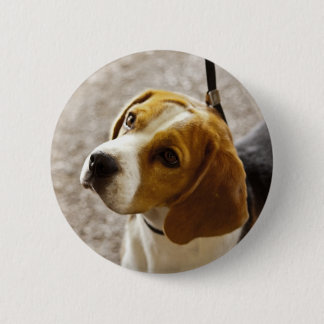 Beagle-Knopf Button