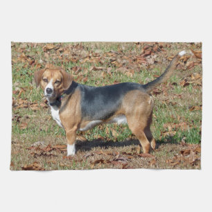 Beagle Küchentuch