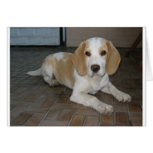 Beagle Leg 2.png