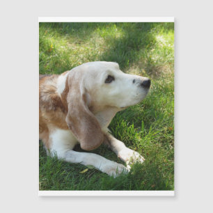 Beagle-Leg.png Magnetkarte