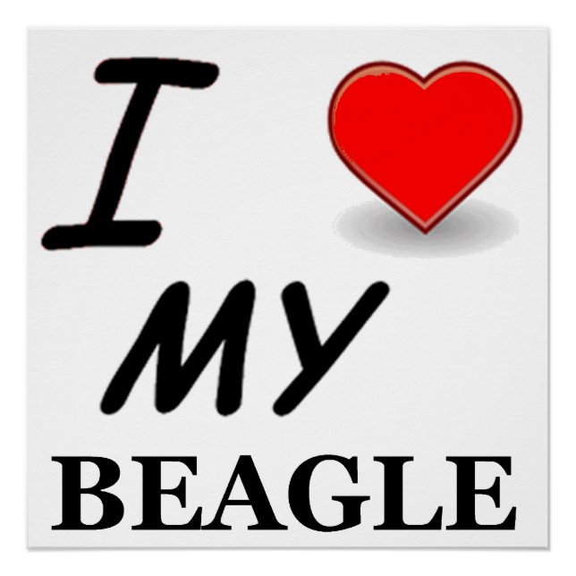 Beagle Liebe Poster (Vorderseite)