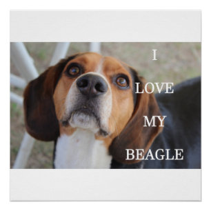 Beagle Liebe w pinsenrot Poster