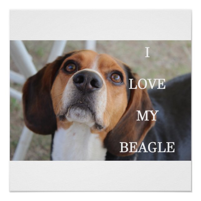 Beagle Liebe w pinsenrot Poster (Vorderseite)