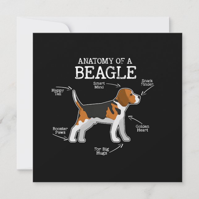 Beagle liebt/Anatomie eines Beagle (Vorderseite)