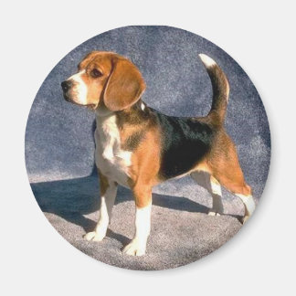 Beagle Magnet