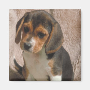 Beagle Magnet