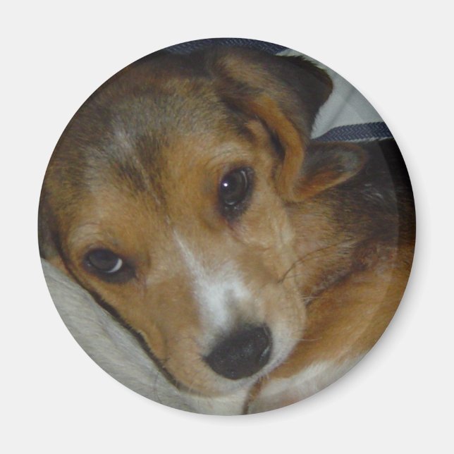 Beagle Magnet (Vorne)