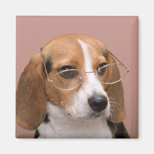 Beagle Magnet