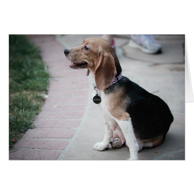 Beagle maman (Devant horizontal)