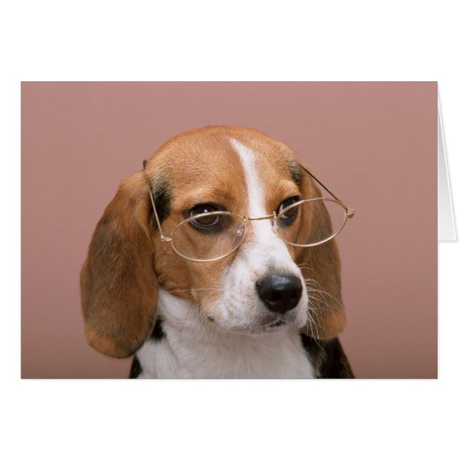 Beagle mit Brille (Vorderseite (Horizontal))