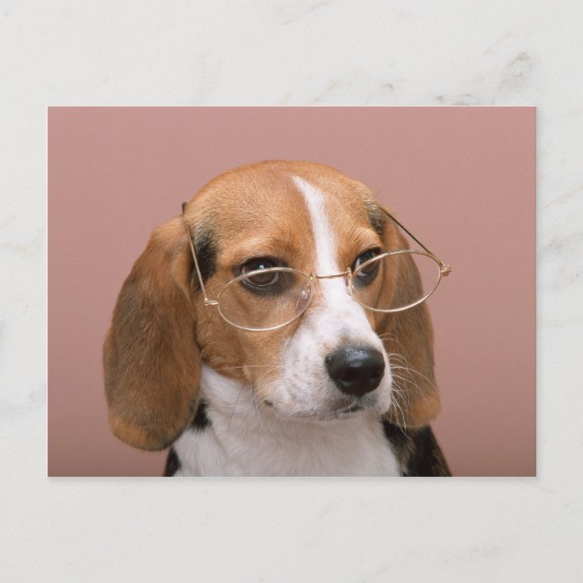 Beagle mit Brille Postkarte (Vorderseite)