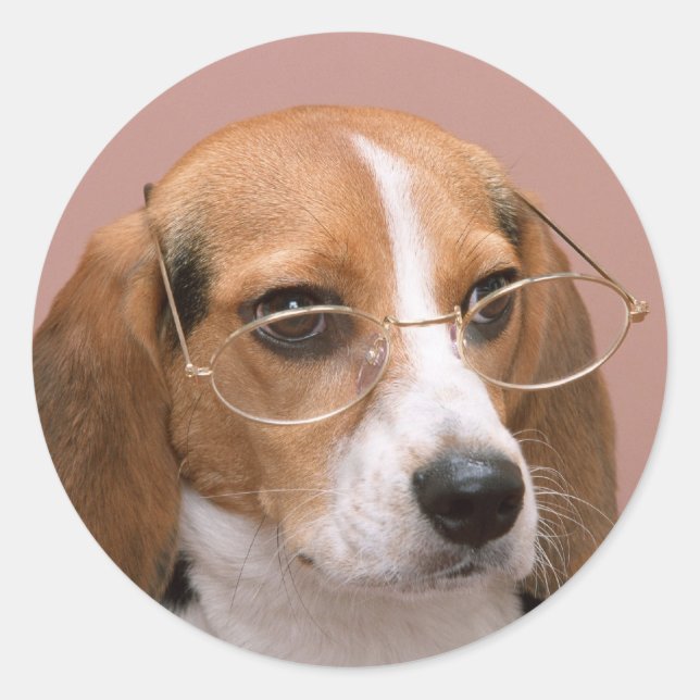 Beagle mit Brille Runder Aufkleber (Vorderseite)
