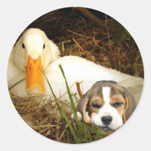 Beagle mit Entenaufkleber Runder Aufkleber