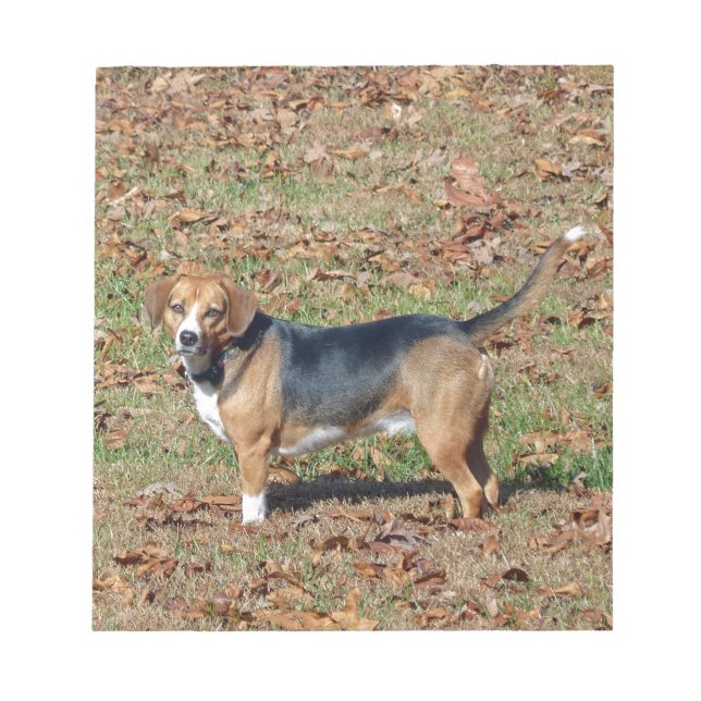 Beagle Notizblock (Vorderseite)