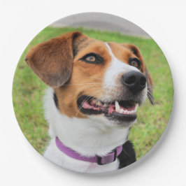 Beagle Pappteller