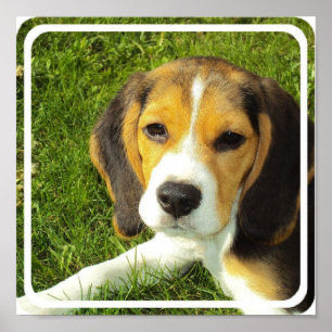 Beagle-Plakat-Druck Poster