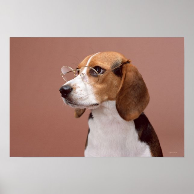Beagle Poster (Vorne)
