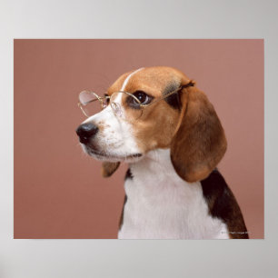 Beagle Poster
