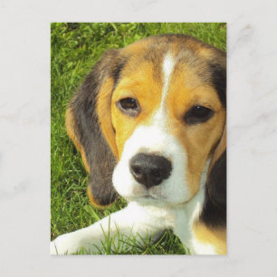 Beagle Postkarte