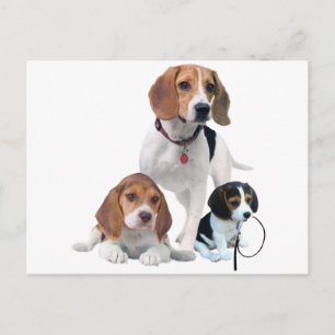 Beagle Postkarte
