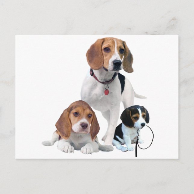 Beagle Postkarte (Vorderseite)