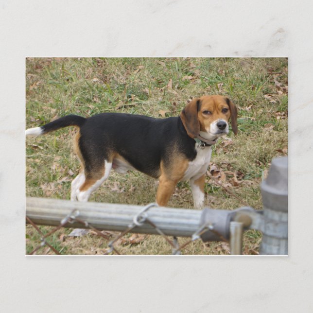 Beagle Postkarte (Vorderseite)