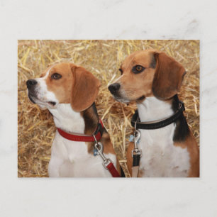 Beagle Postkarte