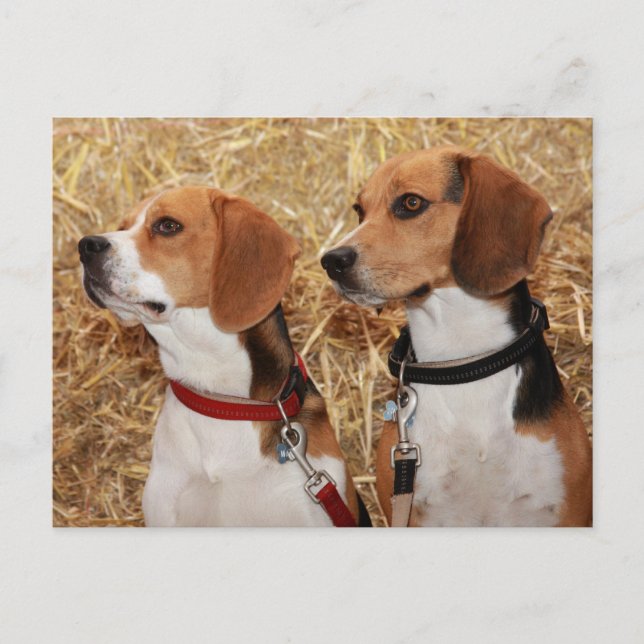 Beagle Postkarte (Vorderseite)