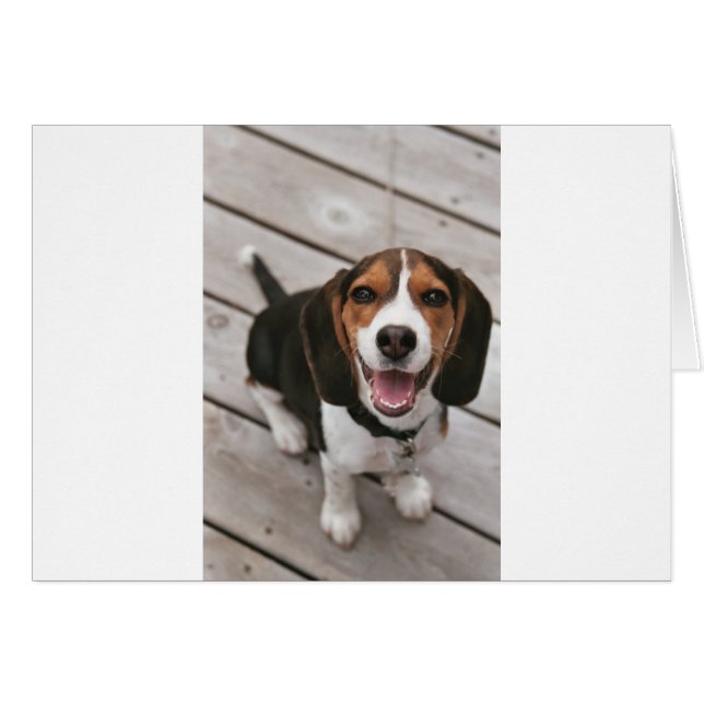 Beagle_puppy assis.png (Devant horizontal)