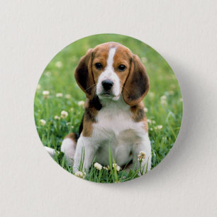 Beagle Puppy Button