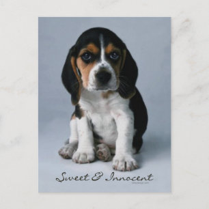 Beagle Puppy Dog Foto Postkarte
