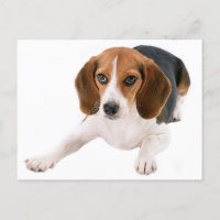 Beagle Puppy Dog Lee Hallo, Danke, Miss You