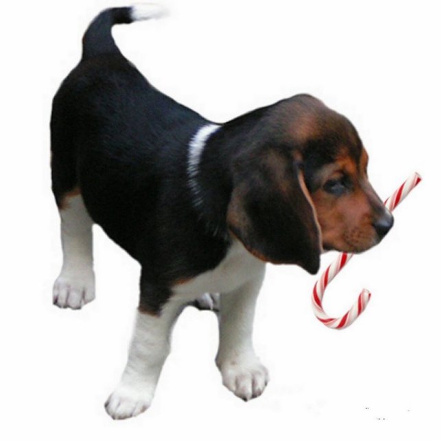 Beagle Puppy Ornament Fotoskulptur Ornament (Vorne)