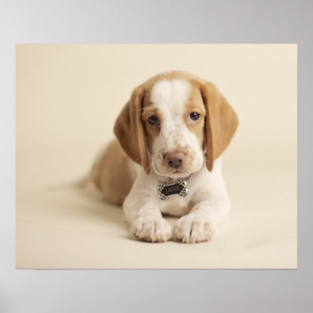 Beagle Puppy Poster (Vorne)