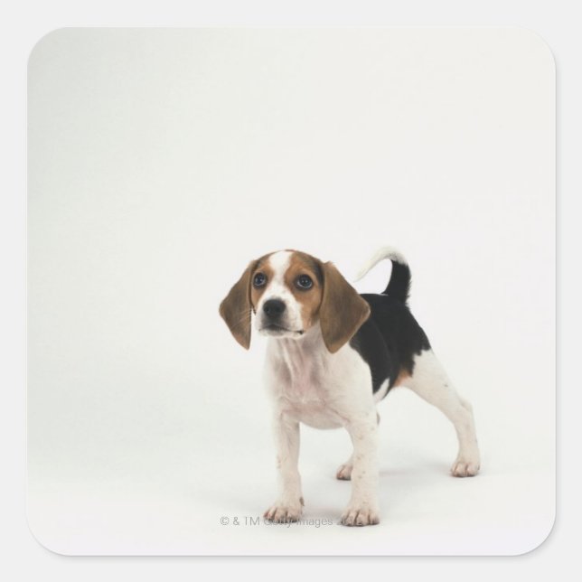 Beagle Puppy Quadratischer Aufkleber (Vorderseite)