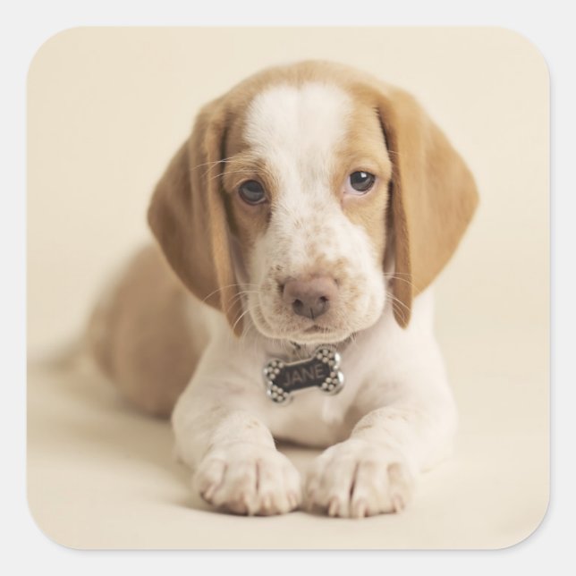 Beagle Puppy Quadratischer Aufkleber (Vorderseite)