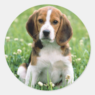 Beagle Puppy Runder Aufkleber