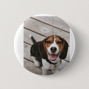 Beagle-Puppy-Sitting Button