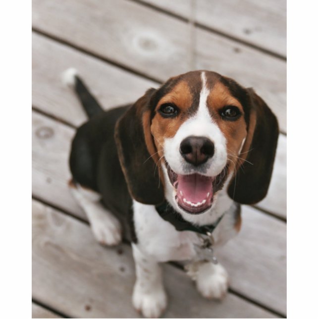 Beagle-Puppy-Sitting Fotoskulptur Schlüsselanhänger (Vorne)