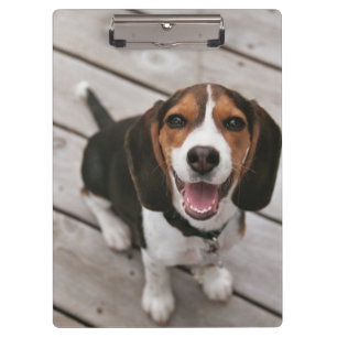 Beagle-Puppy-Sitting Klemmbrett