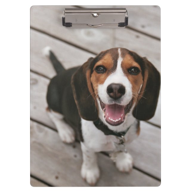 Beagle-Puppy-Sitting Klemmbrett (Vorderseite)