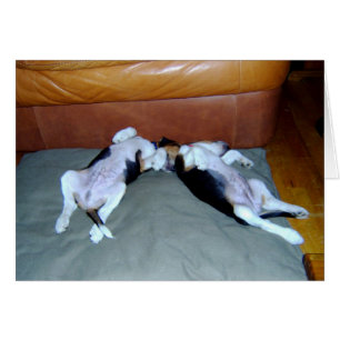 Beagle Pups Lounge