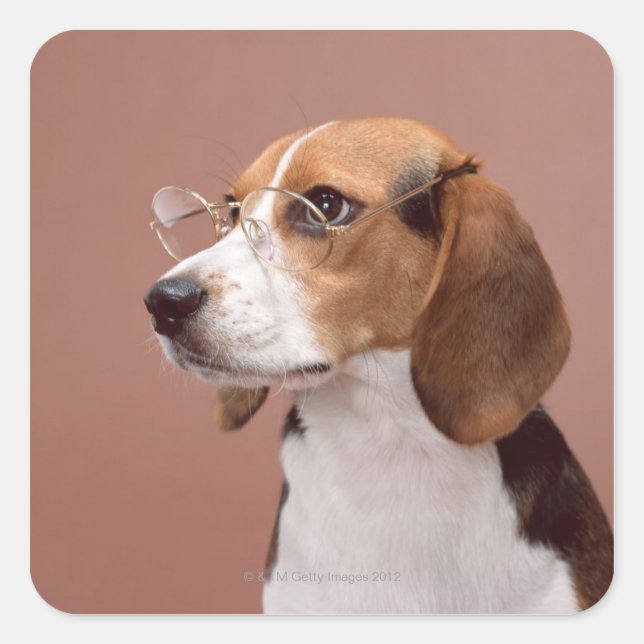 Beagle Quadratischer Aufkleber (Vorderseite)