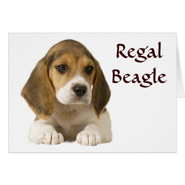 Beagle-Regalkarte (Vorderseite (Horizontal))