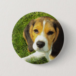 Beagle-runder Knopf Button